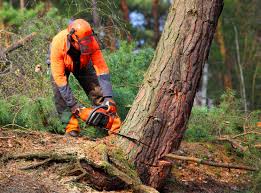 Best Tree Removal  in Keystone Heights, FL