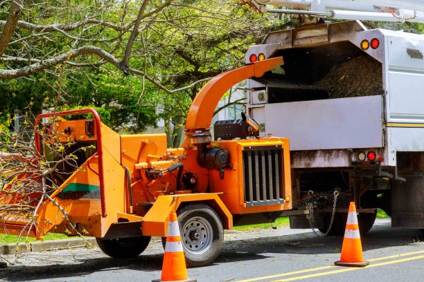 Professional Tree Services in Keystone Heights, FL